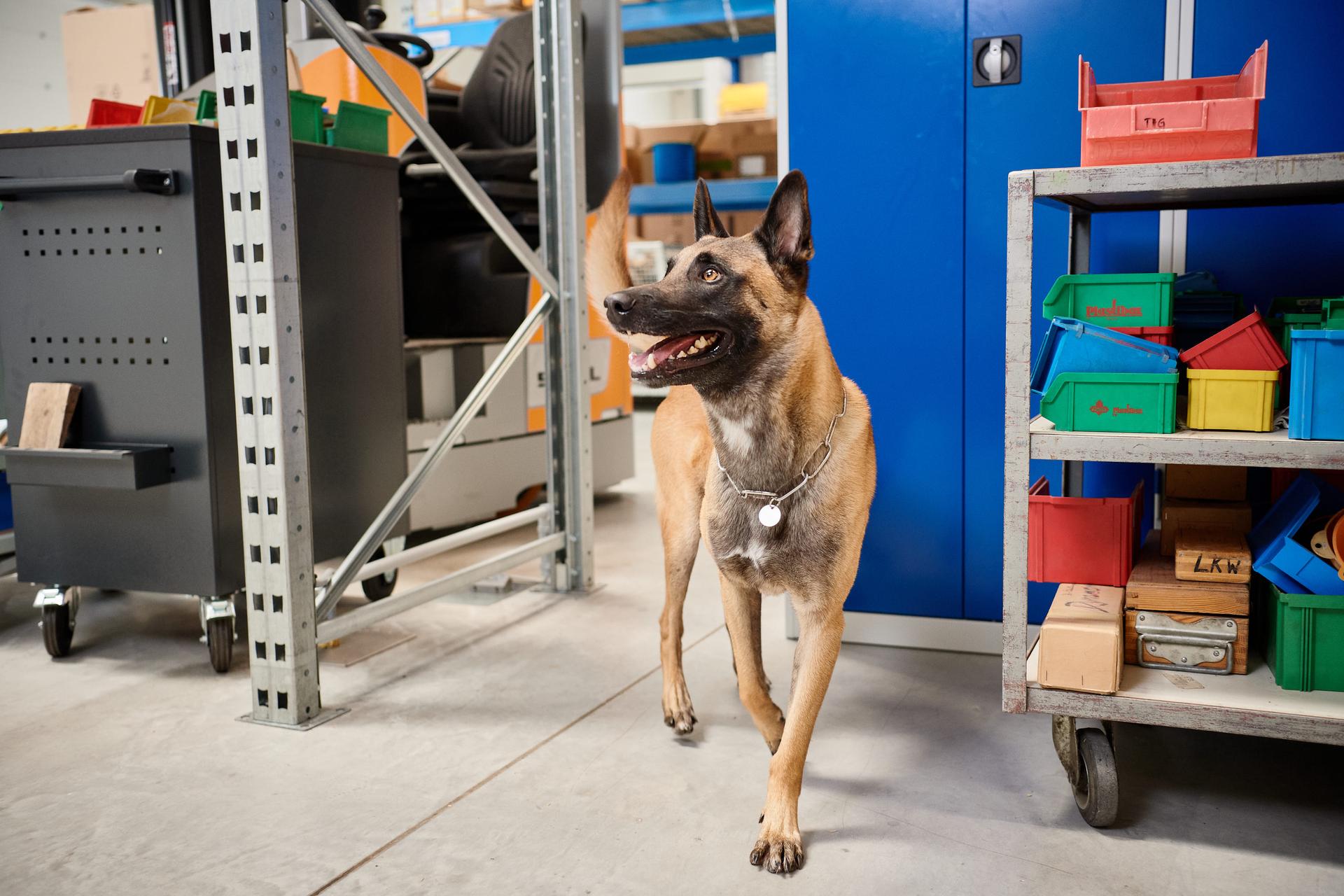 Training Polizei-Diensthund
