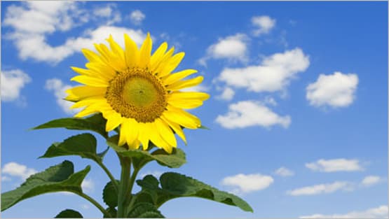 Biogasanlage Imagebild